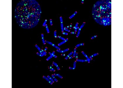 Premiers résultats de la collaboration avec Cell Environment