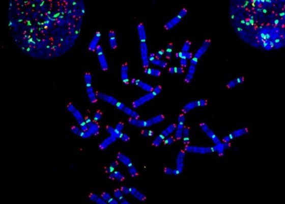 Premiers résultats de la collaboration avec Cell Environment