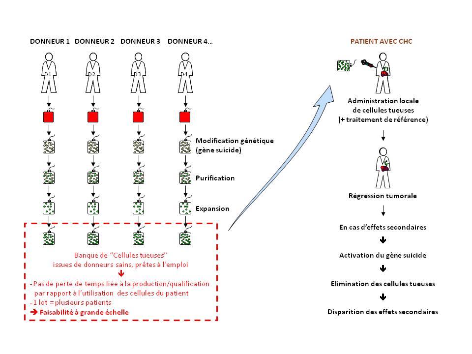schéma de principe d'immunothérapie adoptive allogénique du carcinome hépatocellulaire par l'utilisation d'une banque de cellules tueuses génétiquement modifiées et prêtes à l'emploi