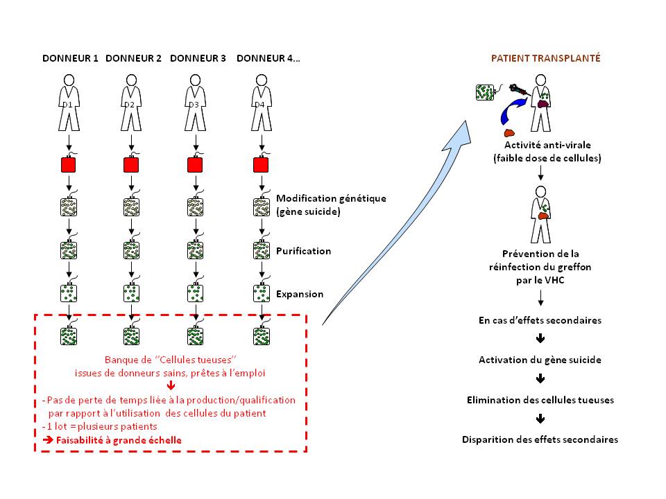schéma de principe d'immunothérapie adoptive allogénique utilisant une banque de cellules tueuses génétiquement modifiées et prêtes à l'emploi pour la prévention de la réinfection du greffon hépatique par le virus de l'hépatite C lors d'une greffe de foie