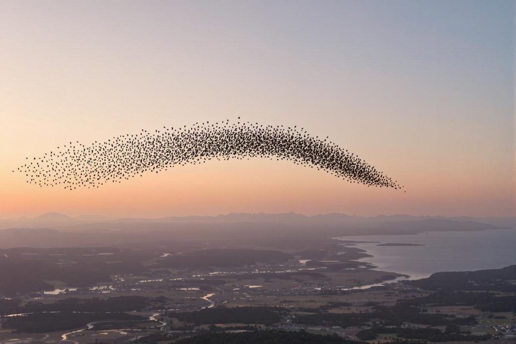 comment-ces-oiseaux-retrouvent-leur-route-sans-gps-la-r-ponse-est